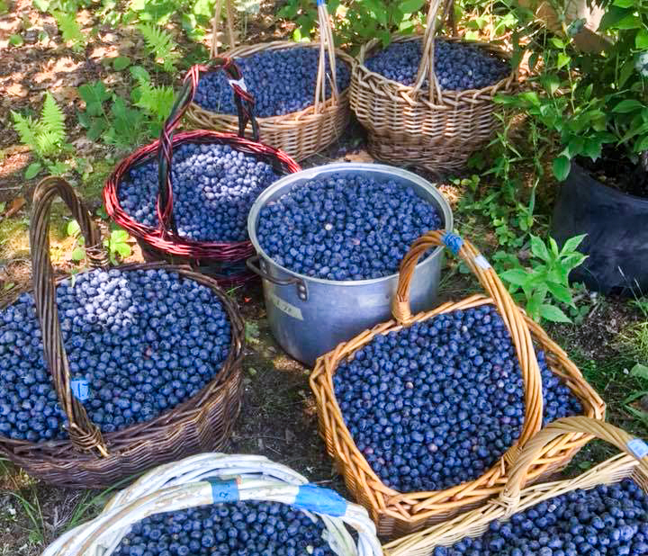baskets full of blueberries