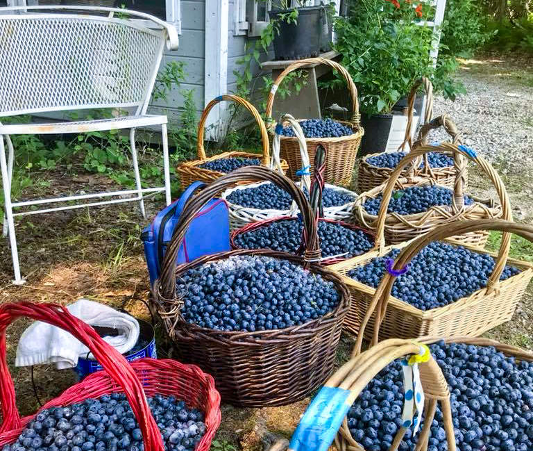baskets filled with blueberries at farm stand
