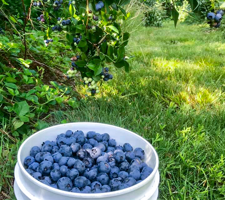 bucket full of blueberries under a bush in a field