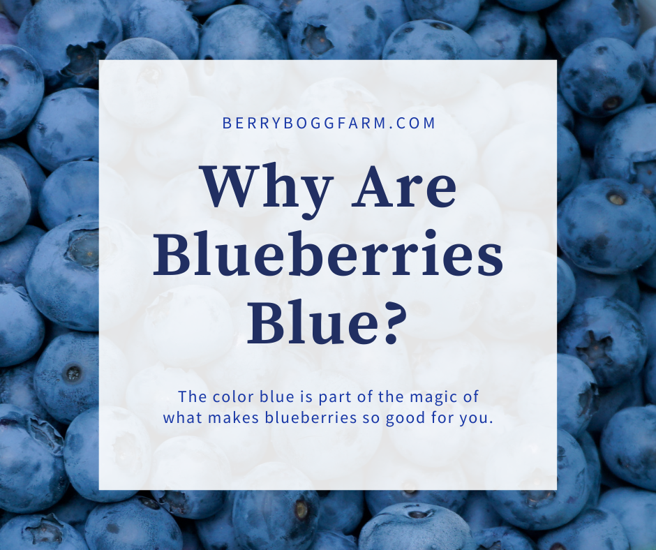 graphic with text why are blueberries blue with a background of a bucket of blueberries closeup